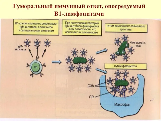 Гуморальный иммунный ответ, опосредуемый В1-лимфоцитами