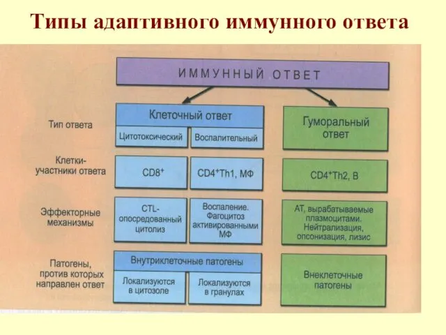 Типы адаптивного иммунного ответа