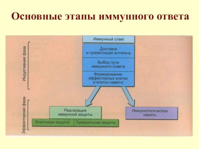 Основные этапы иммунного ответа