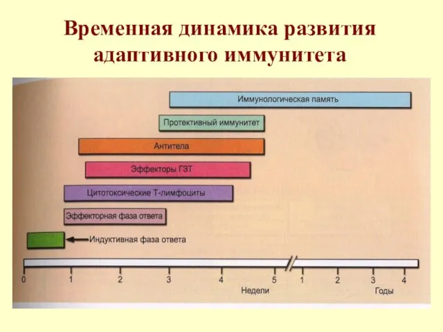 Временная динамика развития адаптивного иммунитета