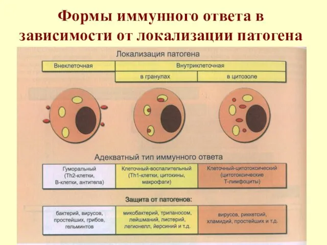 Формы иммунного ответа в зависимости от локализации патогена