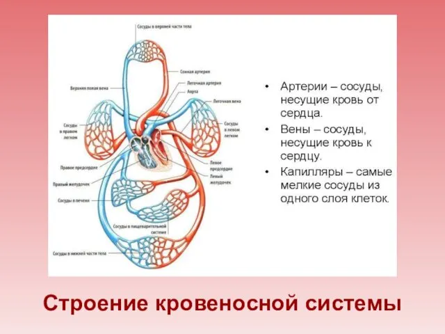 Строение кровеносной системы