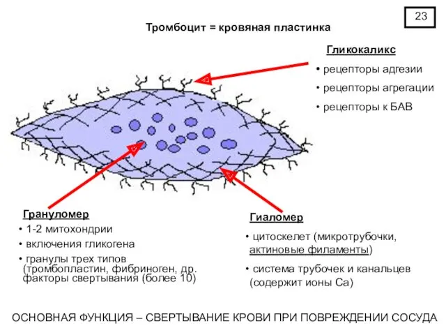 Тромбоцит = кровяная пластинка Гликокаликс рецепторы адгезии рецепторы агрегации рецепторы