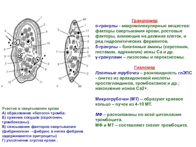 Грануломер α-гранулы - макромолекулярные вещества: факторы свертывания крови, ростовые факторы,