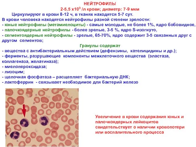 НЕЙТРОФИЛЫ 2-5,5 х109 /л крови; диаметр: 7-9 мкм Циркулируют в