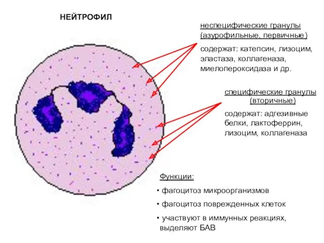 НЕЙТРОФИЛ Функции: фагоцитоз микроорганизмов фагоцитоз поврежденных клеток участвуют в иммунных реакциях, выделяют БАВ