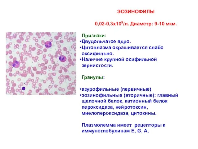 ЭОЗИНОФИЛЫ 0,02-0,3х109/л. Диаметр: 9-10 мкм. Признаки: Двудольчатое ядро. Цитоплазма окрашивается