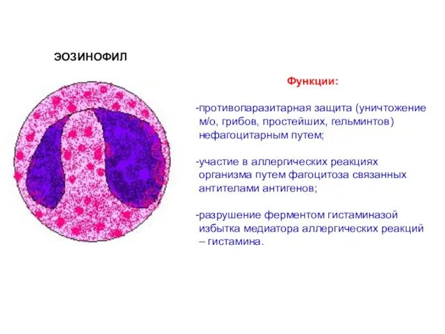 ЭОЗИНОФИЛ Функции: противопаразитарная защита (уничтожение м/о, грибов, простейших, гельминтов) нефагоцитарным