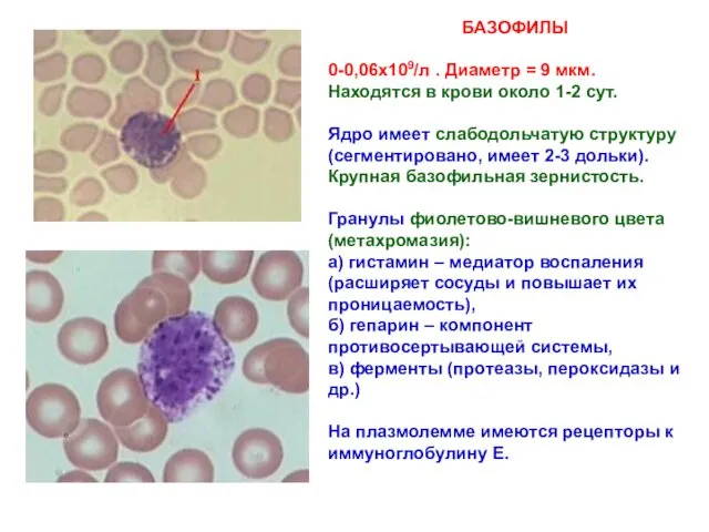 БАЗОФИЛЫ 0-0,06х109/л . Диаметр = 9 мкм. Находятся в крови
