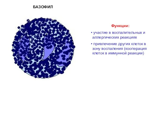 БАЗОФИЛ Функции: участие в воспалительных и аллергических реакциях привлечение других