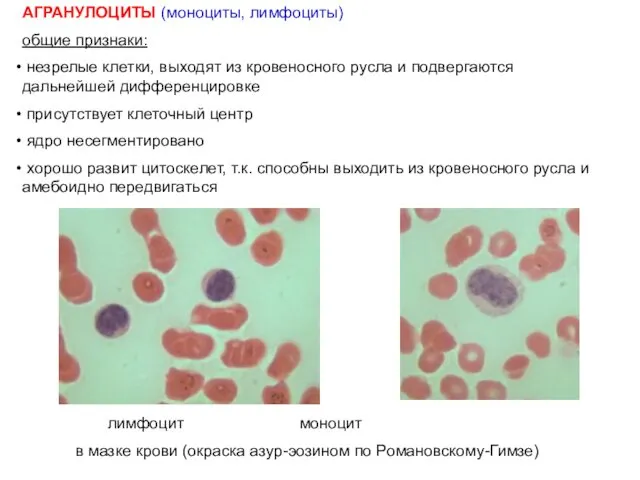 АГРАНУЛОЦИТЫ (моноциты, лимфоциты) общие признаки: незрелые клетки, выходят из кровеносного