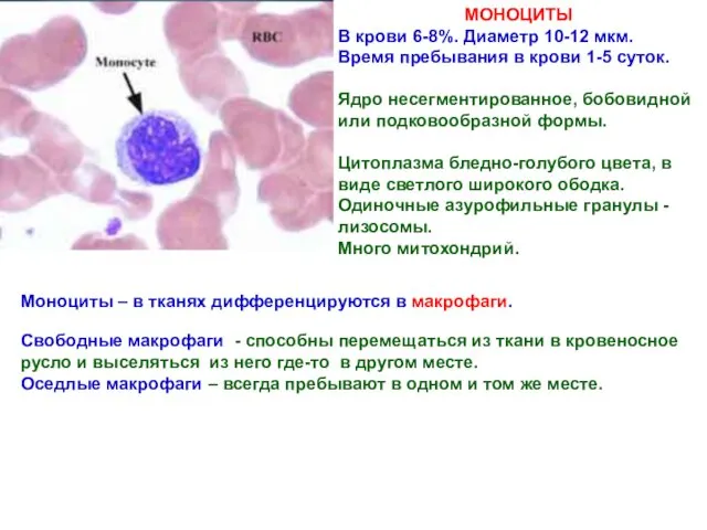 МОНОЦИТЫ В крови 6-8%. Диаметр 10-12 мкм. Время пребывания в