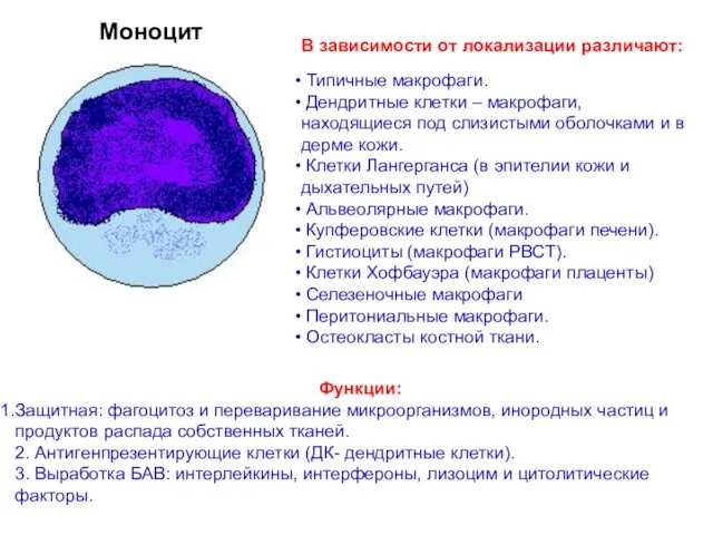 В зависимости от локализации различают: Типичные макрофаги. Дендритные клетки –