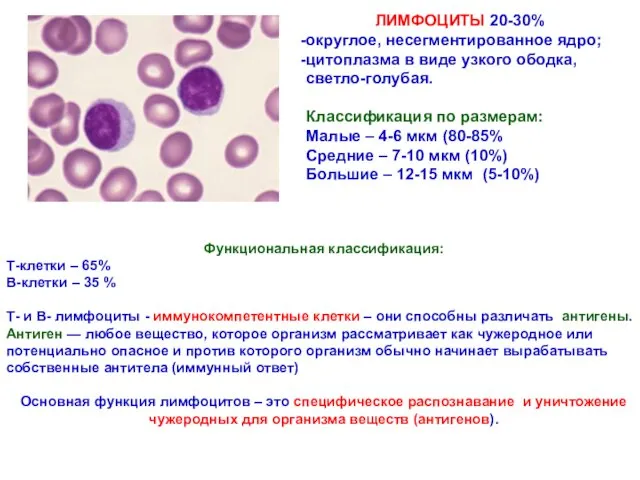 Функциональная классификация: Т-клетки – 65% В-клетки – 35 % Т-