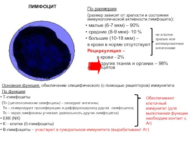 ЛИМФОЦИТ По размерам (размер зависит от зрелости и состояния иммунологической