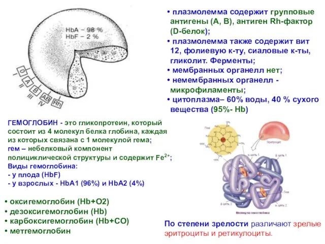 плазмолемма содержит групповые антигены (А, В), антиген Rh-фактор (D-белок); плазмолемма