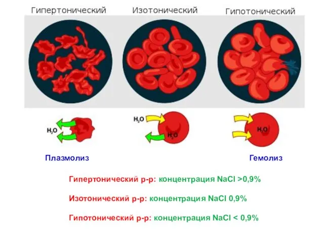 Плазмолиз Гемолиз Гипертонический р-р: концентрация NaCl >0,9% Изотонический р-р: концентрация NaCl 0,9% Гипотонический р-р: концентрация NaCl