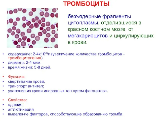 содержание: 2-4х103/л (увеличение количества тромбоцитов - тромбоцитопения) диаметр: 2-4 мкм.