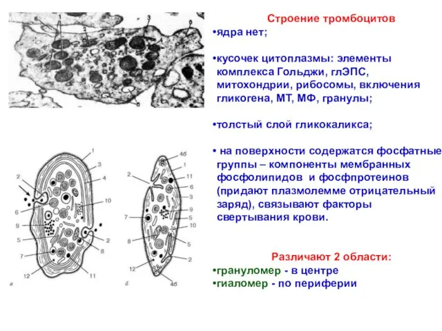 Строение тромбоцитов ядра нет; кусочек цитоплазмы: элементы комплекса Гольджи, глЭПС,