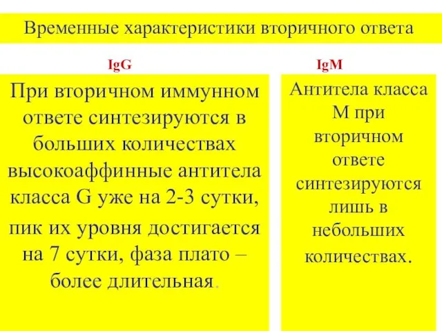 Временные характеристики вторичного ответа IgG При вторичном иммунном ответе синтезируются в больших количествах