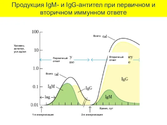 Продукция IgM- и IgG-антител при первичном и вторичном иммунном ответе 1-я иммунизация 2-я