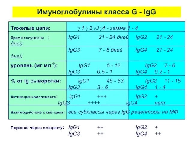 Имуноглобулины класса G - IgG Тяжелые цепи: γ 1 γ 2 γ3 γ4