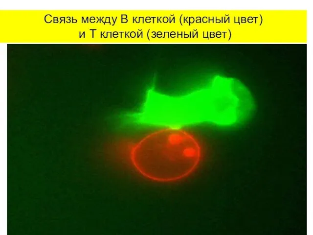 Связь между В клеткой (красный цвет) и Т клеткой (зеленый цвет)