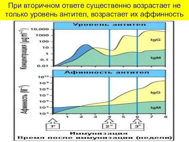 При вторичном ответе существенно возрастает не только уровень антител, возрастает их аффинность