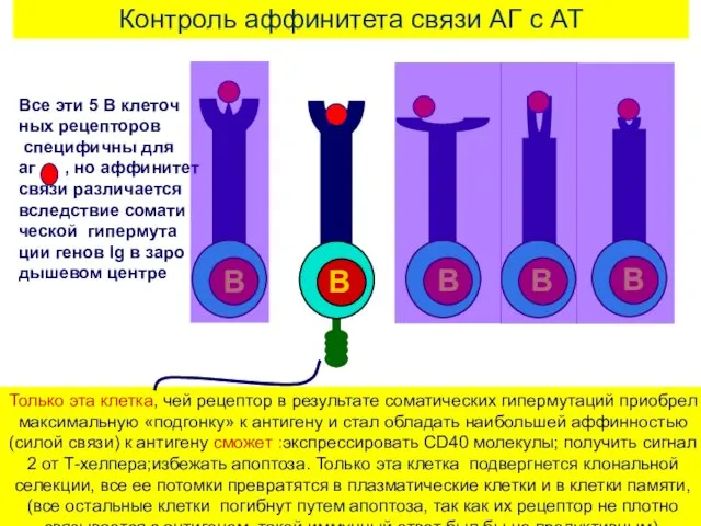 Контроль аффинитета связи АГ с АТ Только эта клетка, чей рецептор в результате