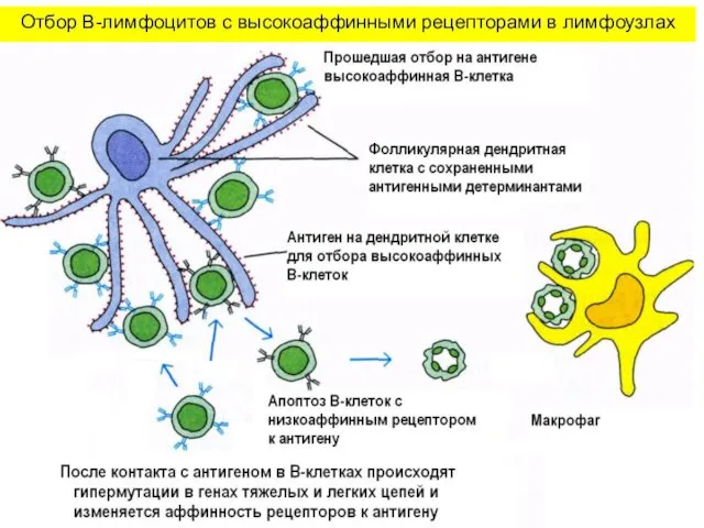 Отбор В-лимфоцитов с высокоаффинными рецепторами в лимфоузлах