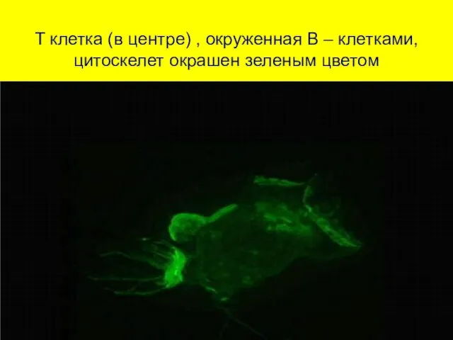 T клетка (в центре) , окруженная В – клетками, цитоскелет окрашен зеленым цветом