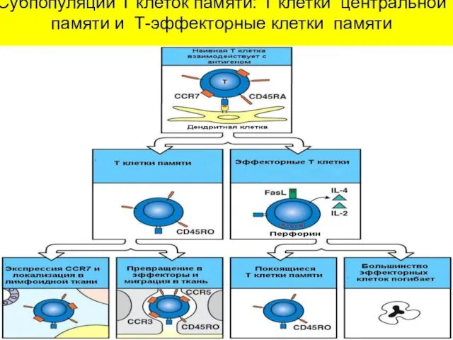 Субпопуляций Т клеток памяти: Т клетки центральной памяти и Т-эффекторные клетки памяти