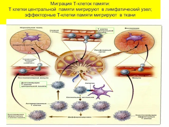 Миграция Т-клеток памяти: Т клетки центральной памяти мигрируют в лимфатический узел; эффекторные Т-клетки