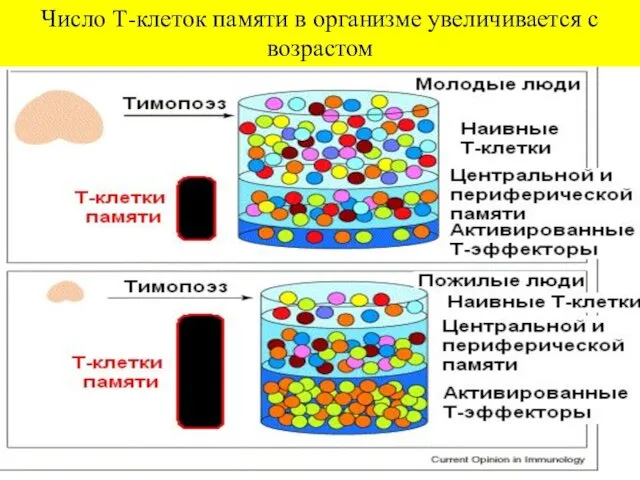 Число Т-клеток памяти в организме увеличивается с возрастом