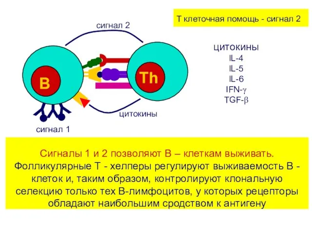 T клеточная помощь - сигнал 2 Сигналы 1 и 2