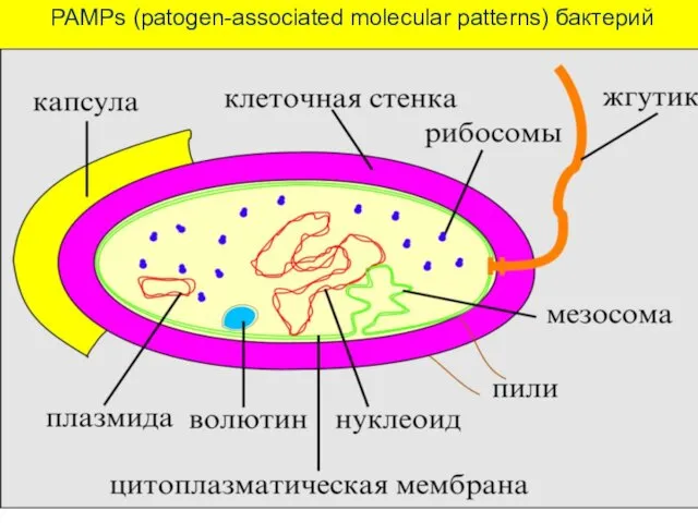 PAMPs (patogen-associated molecular patterns) бактерий