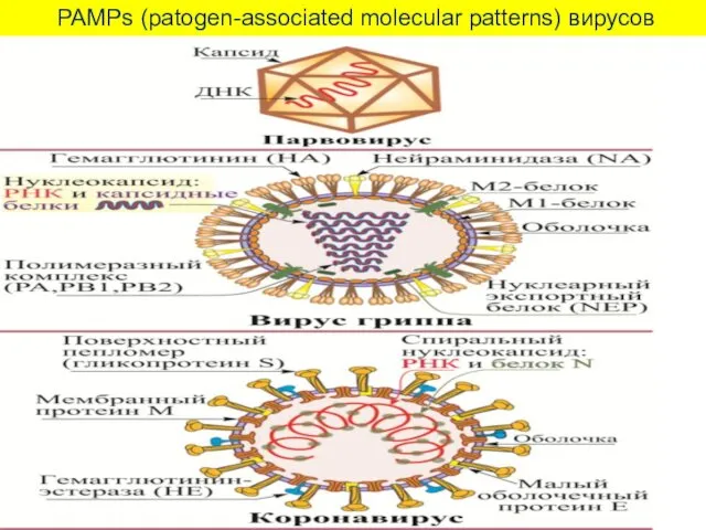 PAMPs (patogen-associated molecular patterns) вирусов