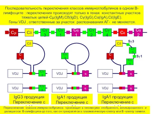 Последовательность переключения классов иммуноглобулинов в одном В-лимфоците : переключения происходят только в генах