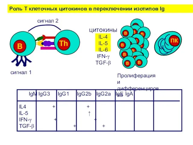 Роль T клеточных цитокинов в переключении изотипов Ig цитокины IL-4 IL-5 IL-6 IFN-γ