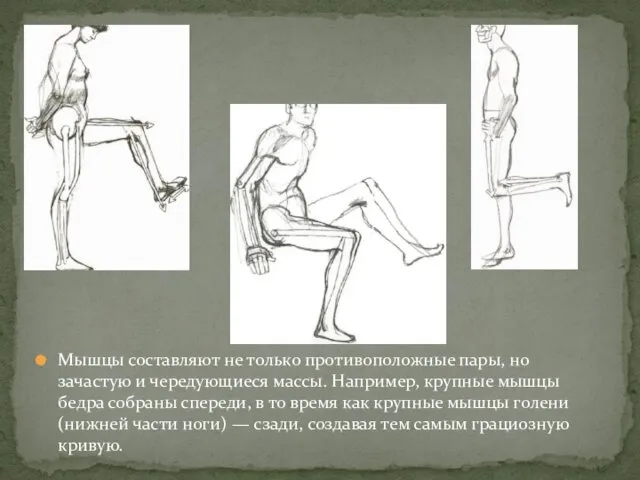 Мышцы составляют не только противоположные пары, но зачастую и чередующиеся