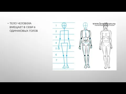 ТЕЛО ЧЕЛОВЕКА ВМЕЩАЕТ В СЕБЯ 8 ОДИНАКОВЫХ ГОЛОВ