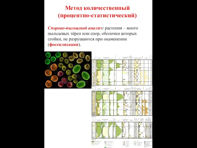 Метод количественный (процентно-статистический) Спорово-пыльцевой анализ: растения – много пыльцевых зёрен