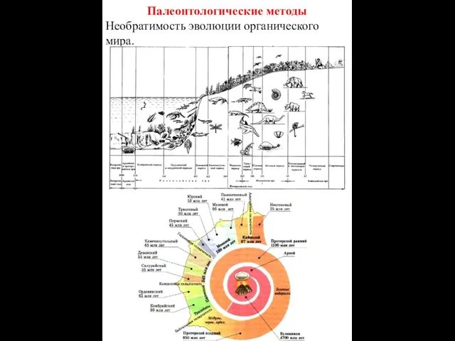 Палеонтологические методы Необратимость эволюции органического мира.