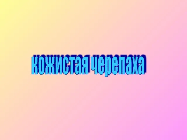 кожистая черепаха