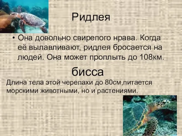 Ридлея Она довольно свирепого нрава. Когда её вылавливают, ридлея бросается