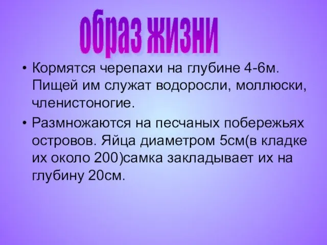 Кормятся черепахи на глубине 4-6м. Пищей им служат водоросли, моллюски,