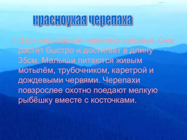 Этот вид водной черепахи хищный. Она растёт быстро и достигает