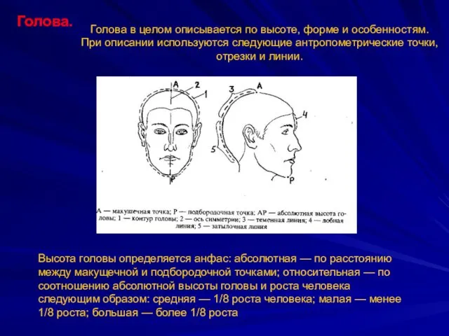 Голова. Голова в целом описывается по высоте, форме и особенностям.