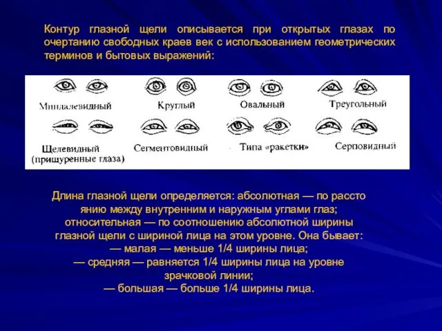 Контур глазной щели описывается при открытых глазах по очертанию свободных