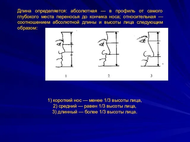 Длина определяется: абсолютная — в профиль от самого глубокого места